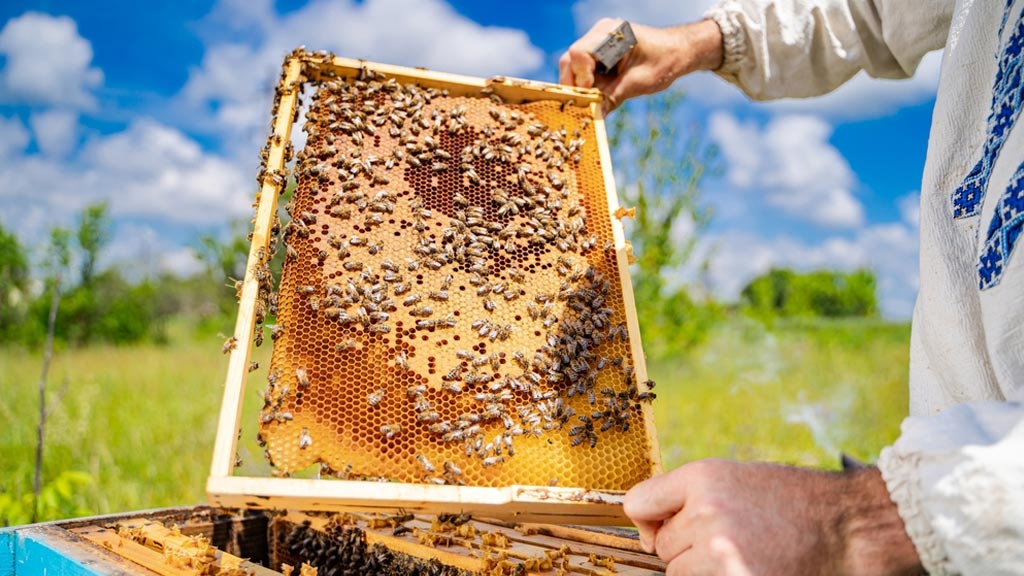 Bagremov med cijena: 7 faktora koji utiču