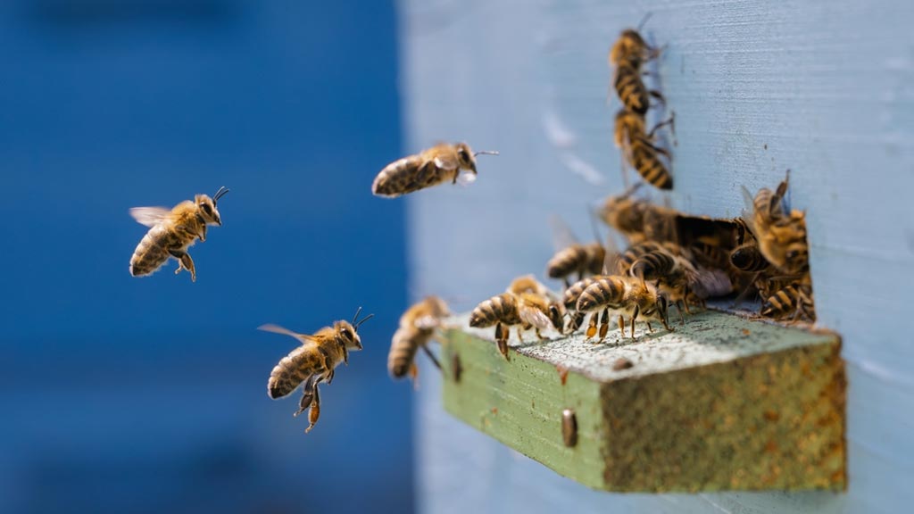 Kako prepoznati pravi med: 7 znakova kvaliteta