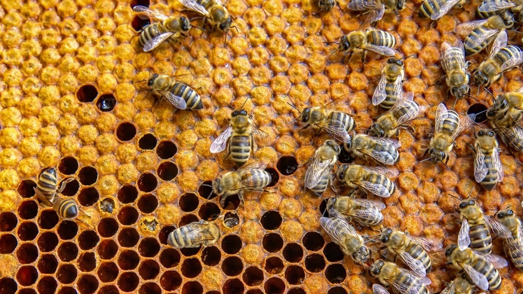 Koliko med traje: 8 stvari koje morate znati