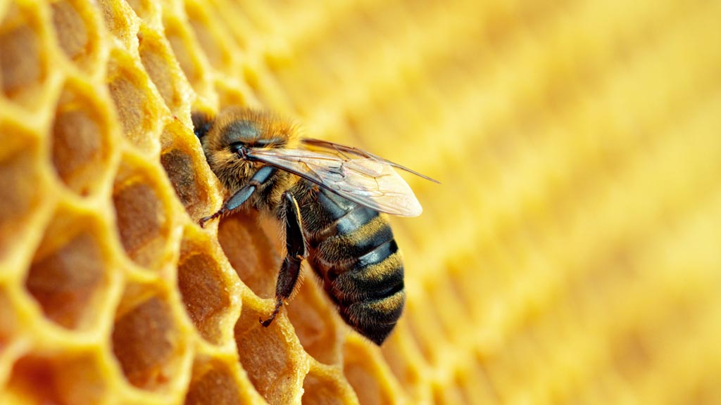 Prirodni Med Mostar – 7 Savjeta Kako Prepoznati Pravi Med