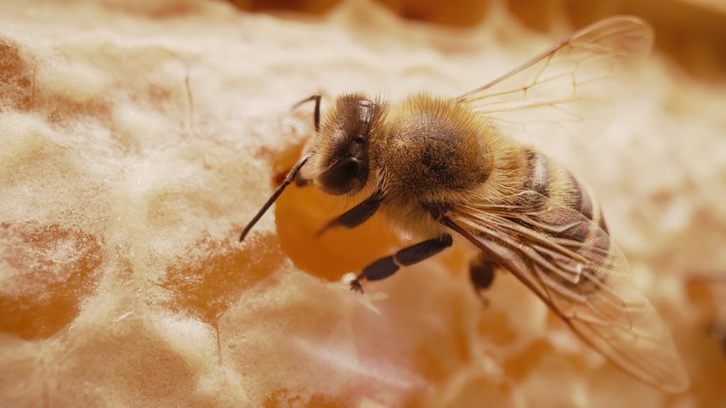 Prirodni Med Tuzla – 5 Savjeta Kako Prepoznati Pravi Med